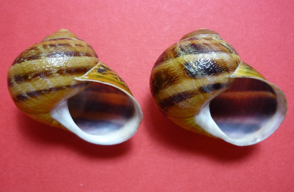 Isola Maggiore sul Trasimeno